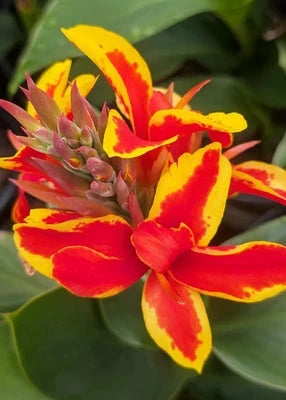 Red Golden Flame Canna Lily Rhizomes for Planting Seeds for Planting