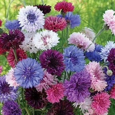 cornflower bachelor flower seeds