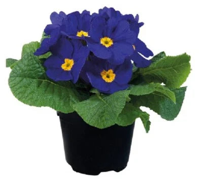 blue primula flower seeds