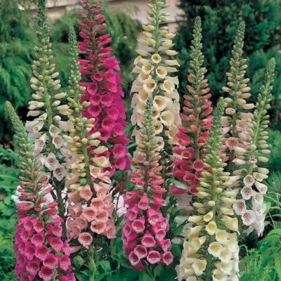 Foxy Mix Foxglove Flower Seeds for Planting