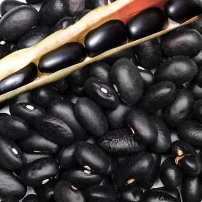 Black Pound Bean Seeds for Planting
