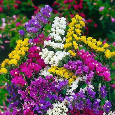 statice pacific flower seeds