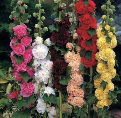 summer carnival flower seeds