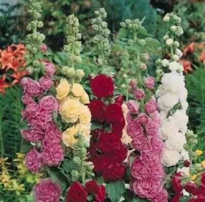 Summer Carnival Mix Hollyhock Seeds for Planting