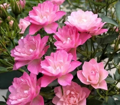 lotus star flower seeds