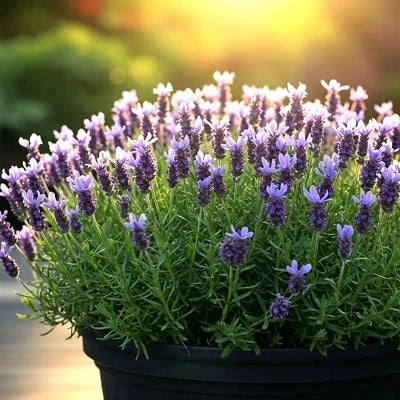 lavender spring flower seeds