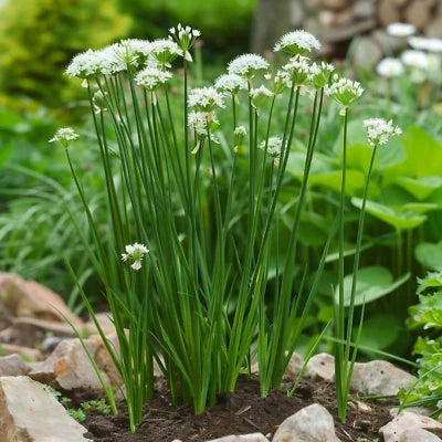 Garlic Chive Herb Seeds for Planting