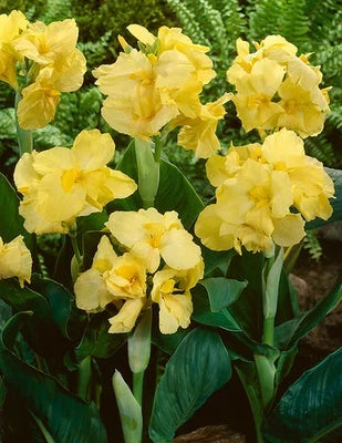 Futurity Canna Lily Rhizomes for Planting Seeds for Planting