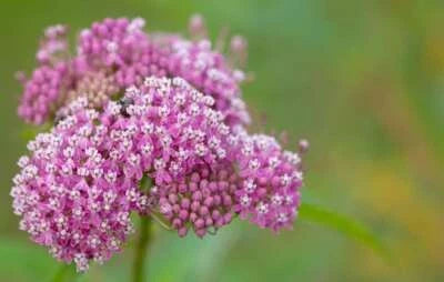 Swamp Milkweed Seeds for Planting