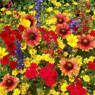 texas oklahoma flower seeds