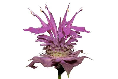 Wild Bergamot Bee Balm Seeds for Planting