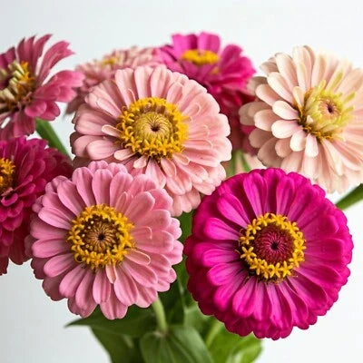 pink butterfly flower seeds