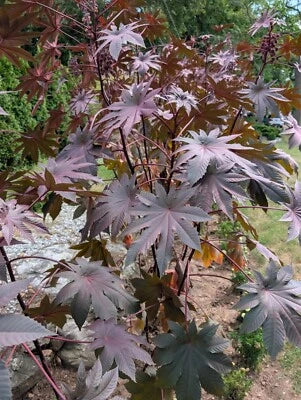 purple wondertree flower seeds