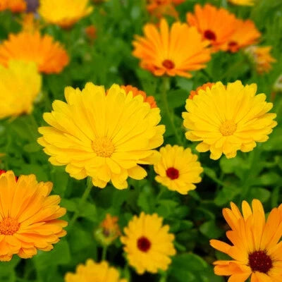 Fiesta Gitana Calendula Seeds for Planting