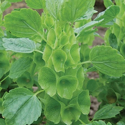 Bells of Ireland Flower Seeds for Planting