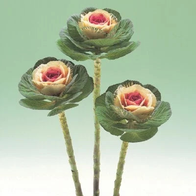 Crane Bicolor Flowering Kale Seeds for Planting