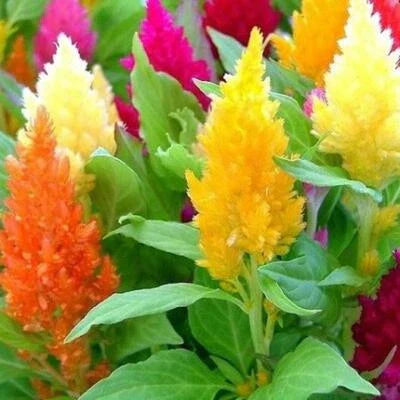 celosia mixed flower seeds