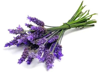 lavender blue flower seeds