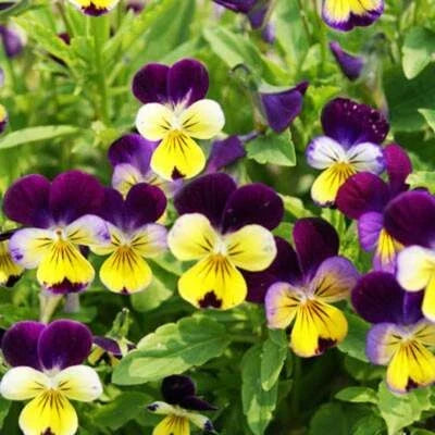 violet johnny flower seeds