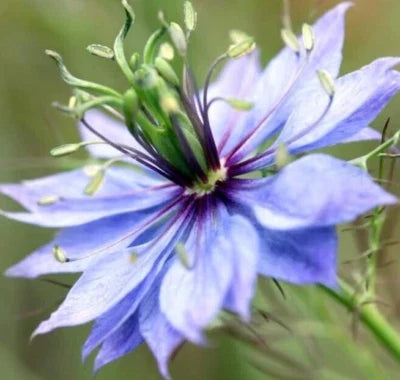 love in flower seeds