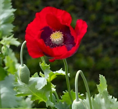 red red flower seeds