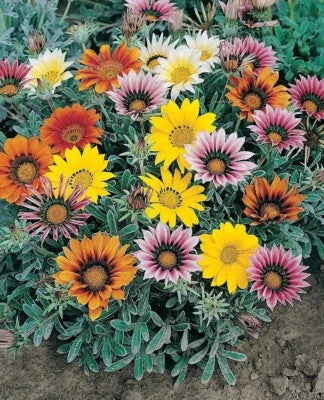 white gazanias flower seeds