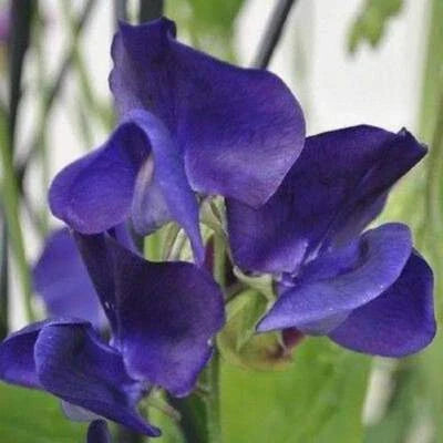 blue royal flower seeds
