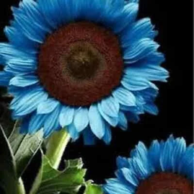blue midnight flower seeds