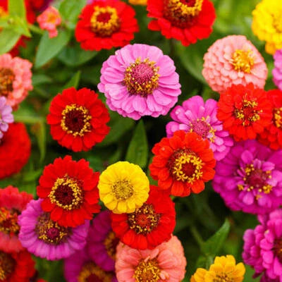 zinnia lilliput flower seeds