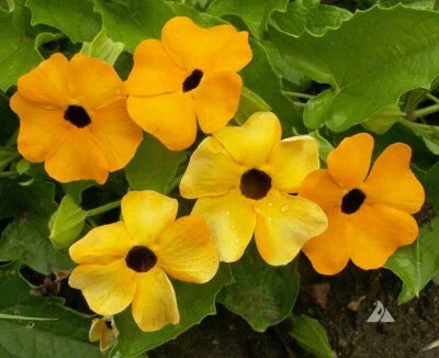 black eyed flower seeds