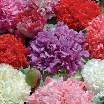 red pink flower seeds