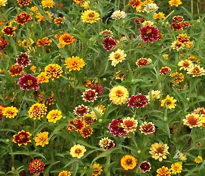 persian carpet flower seeds