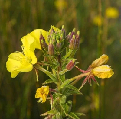 yellow common flower seeds