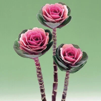 Pink Crane Flowering Kale Seeds for Planting