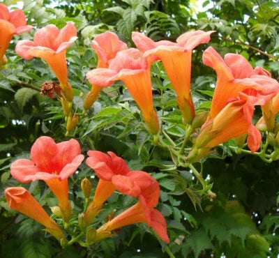 Trumpet Creeper Vine Seeds for Planting