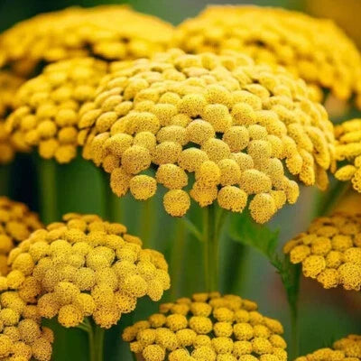 Gold Yarrow Seeds for Planting