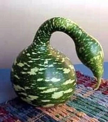 Speckled Swan Gourd Seeds for Planting