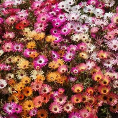 ice plant flower seeds