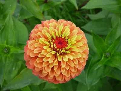 Orange Queeny Lime Zinnia Seeds for Planting