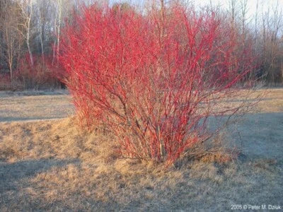 red twig flower seeds