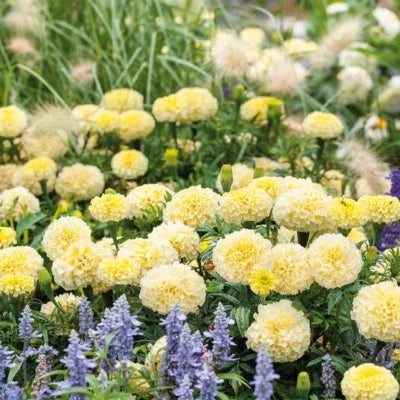 african marigold flower seeds