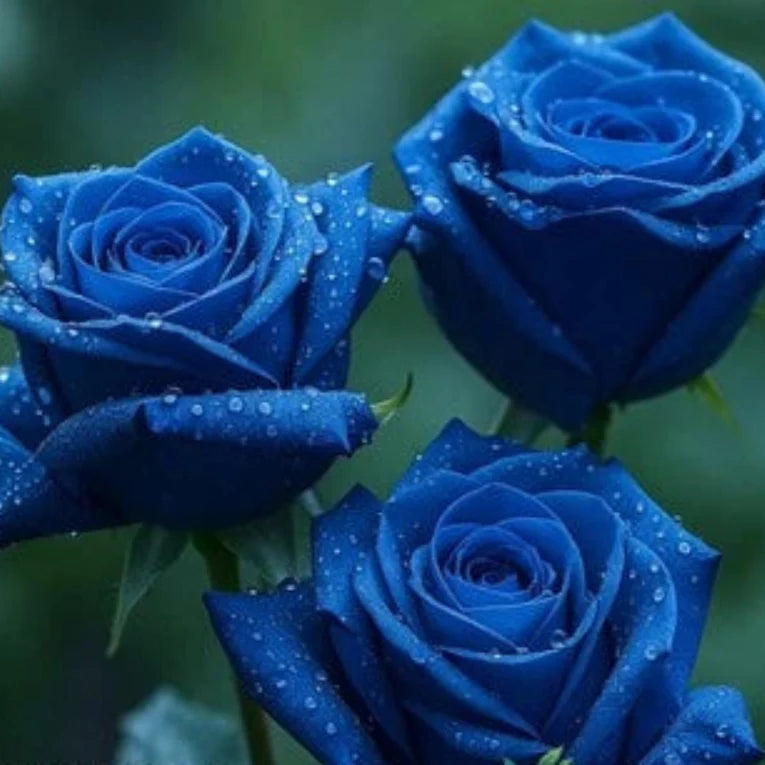 blue rose flower seeds