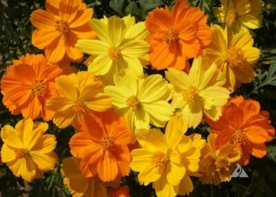 orange yellow flower seeds