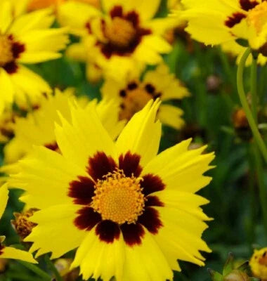 yellow coreopsis flower seeds