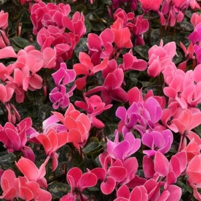 cyclamen for flower seeds