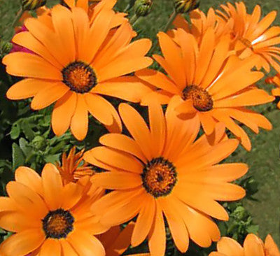 Daisy Flower Seeds Orange – Heirloom Non-GMO High Germination Organic Garden Seeds