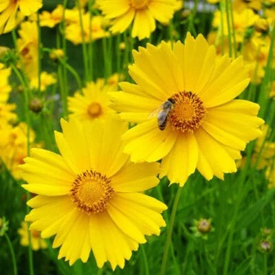 Lanceleaf Coreopsis Seeds for Planting