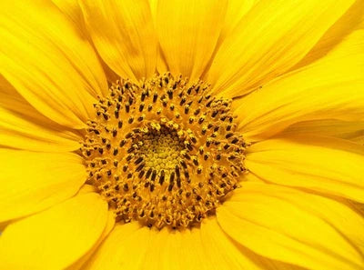 dwarf teddy flower seeds