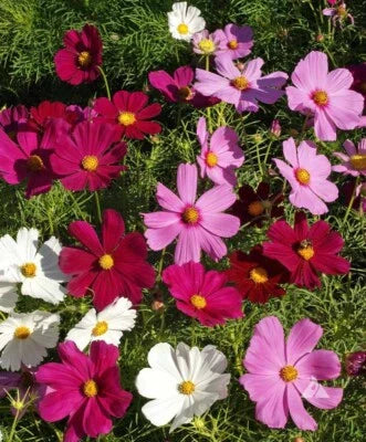 dwarf cosmos flower seeds