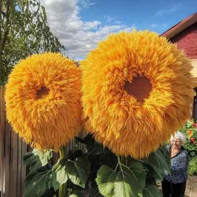 yellow enchanting flower seeds